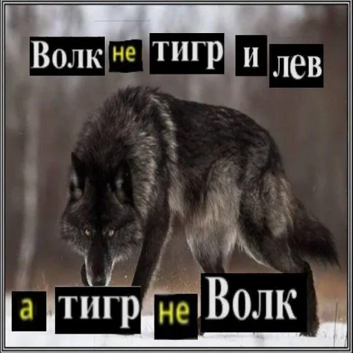 Sticker from the "Волчья Стая" sticker pack