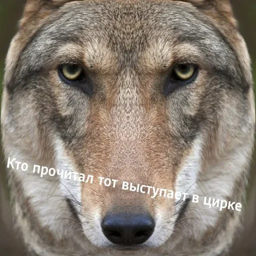 Sticker from the "Волчья Стая" sticker pack