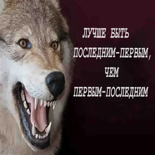 Sticker from the "Волчья Стая" sticker pack