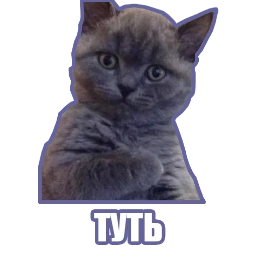 Sticker from the "Рандомные мемы и пупы" sticker pack