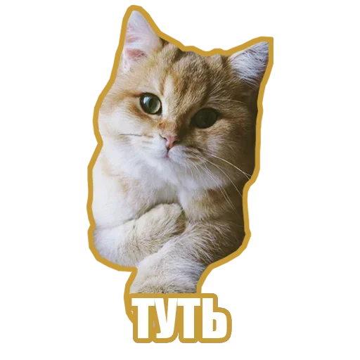 Sticker from the "Рандомные мемы и пупы" sticker pack