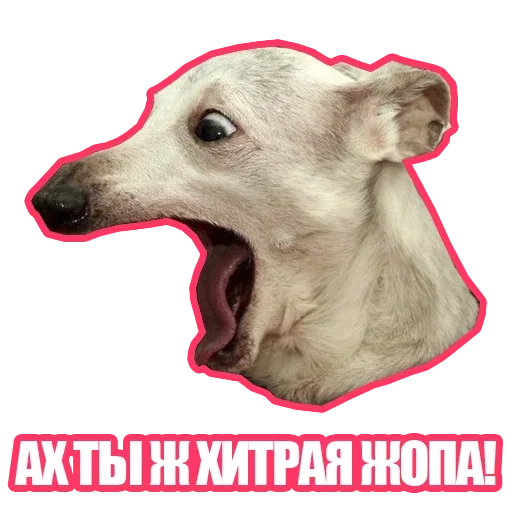 Sticker from the "Рандомные мемы и пупы" sticker pack