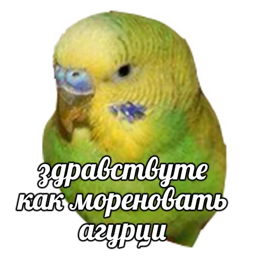 Sticker from the "ПОДБОРКА МЕМОВ part 7" sticker pack