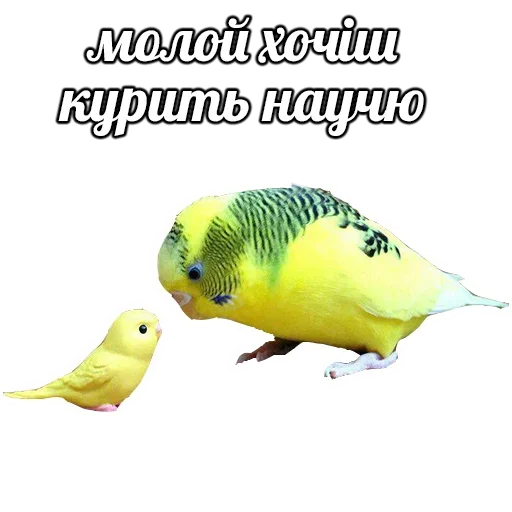 Sticker from the "ПОДБОРКА МЕМОВ part 7" sticker pack