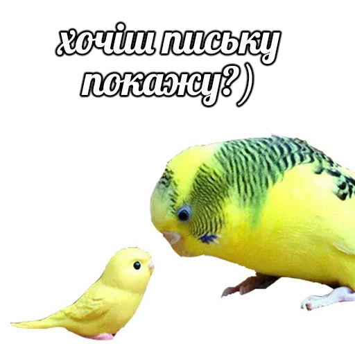 Sticker from the "ПОДБОРКА МЕМОВ part 7" sticker pack