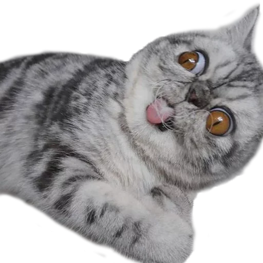 Sticker from the "Хозяин Кота ИДИОТ" sticker pack