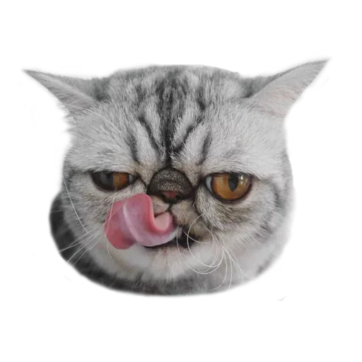 Sticker from the "Хозяин Кота ИДИОТ" sticker pack