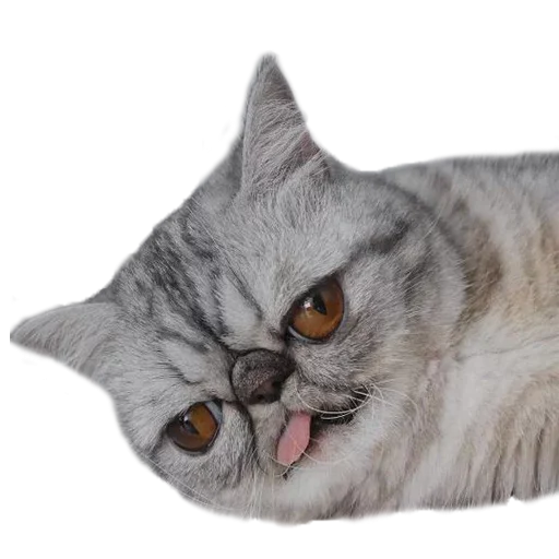 Sticker from the "Хозяин Кота ИДИОТ" sticker pack