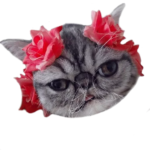 Sticker Хозяин Кота ИДИОТ