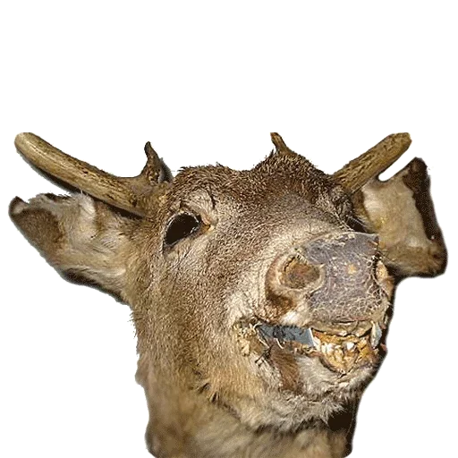 Sticker from the "Taxidermy" sticker pack