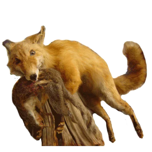 Sticker from the "Taxidermy" sticker pack