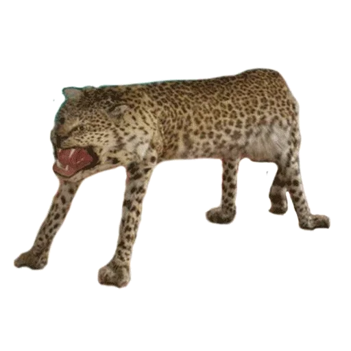 Sticker from the "Taxidermy" sticker pack