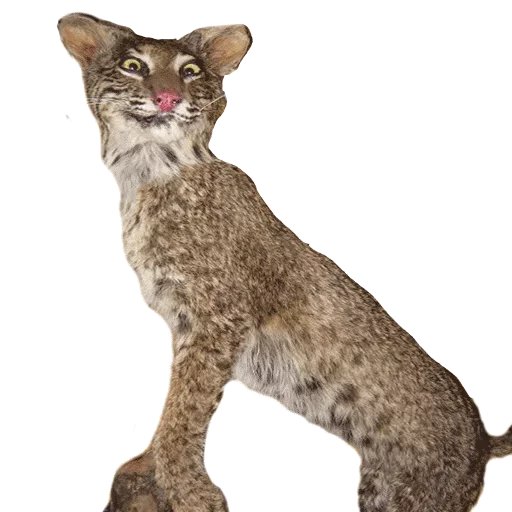 Sticker from the "Taxidermy" sticker pack