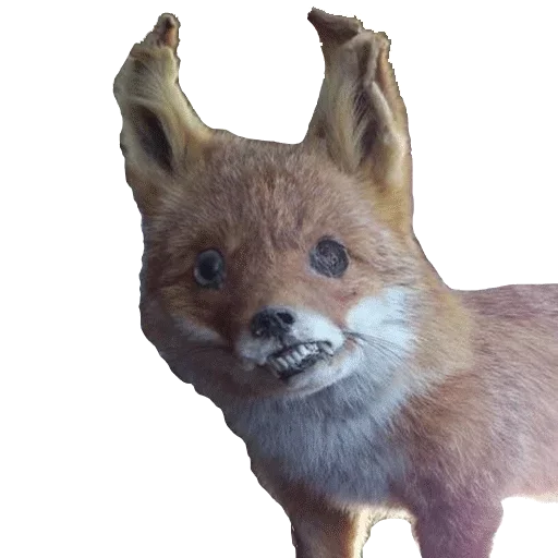 Sticker from the "Taxidermy" sticker pack