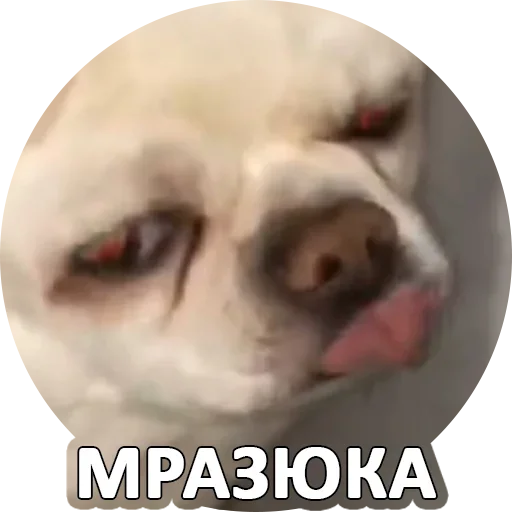 Sticker За мат извини