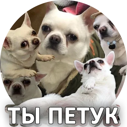 Sticker from the "За мат извини" sticker pack