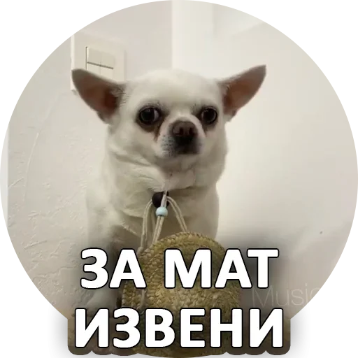 Sticker from the "За мат извини" sticker pack