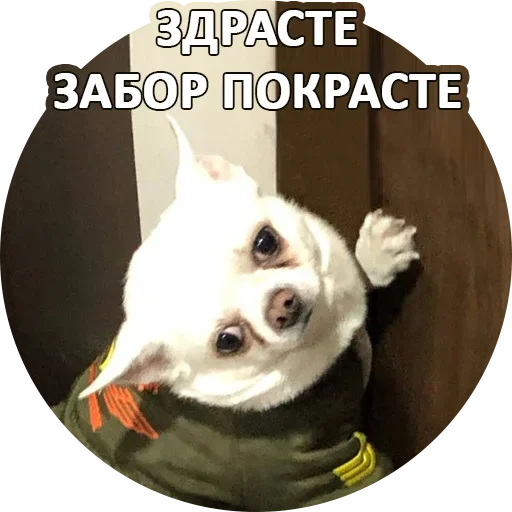 Sticker from the "За мат извини" sticker pack