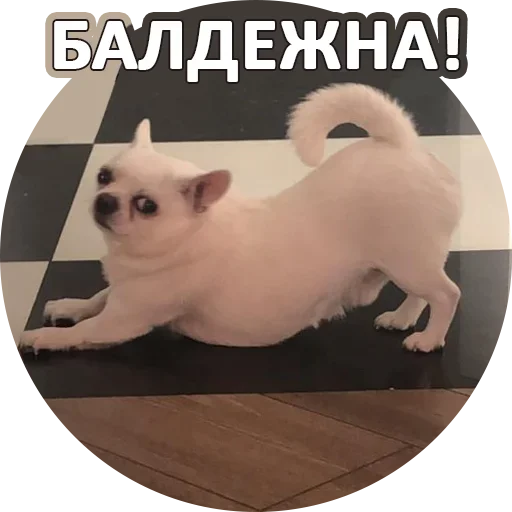 Sticker from the "За мат извини" sticker pack