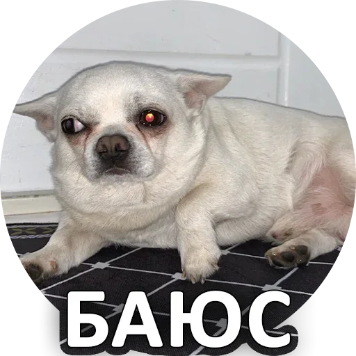 Sticker from the "За мат извини" sticker pack