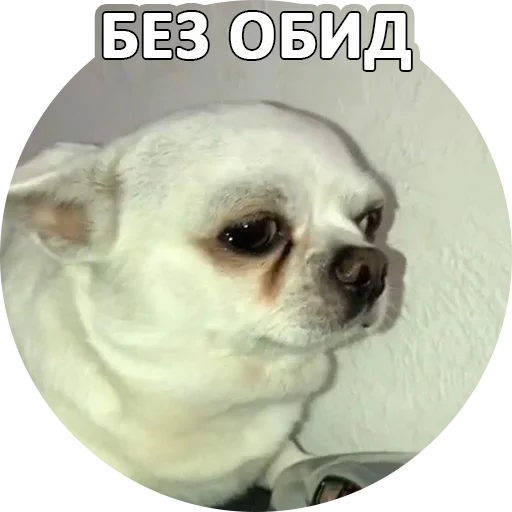 Sticker from the "За мат извини" sticker pack