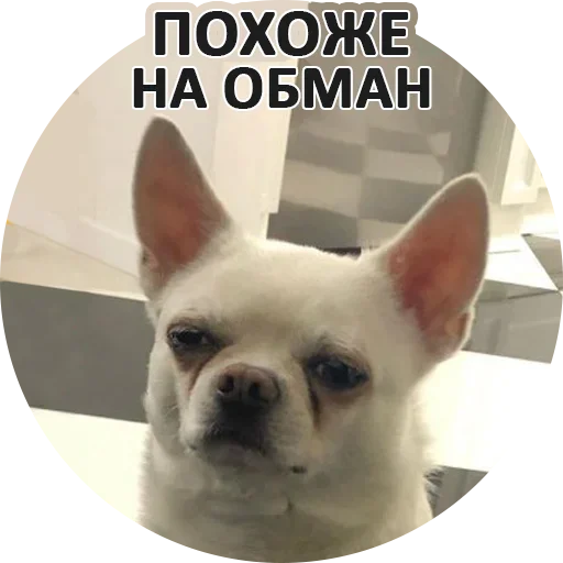 Sticker from the "За мат извини" sticker pack