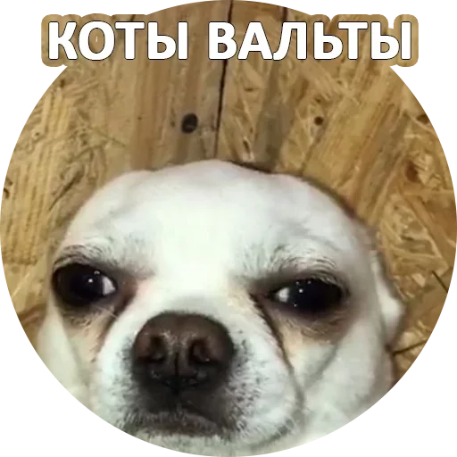 Sticker from the "За мат извини" sticker pack