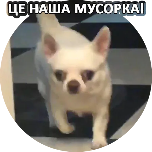 Sticker from the "За мат извини" sticker pack