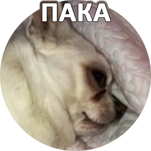 Sticker from the "За мат извини" sticker pack