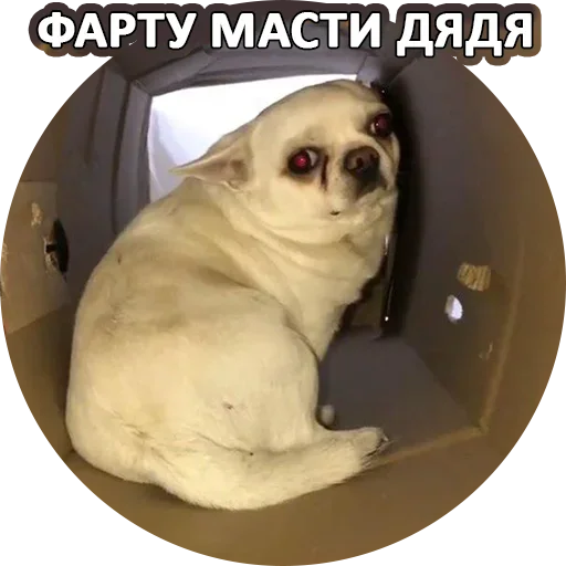 Sticker from the "За мат извини" sticker pack