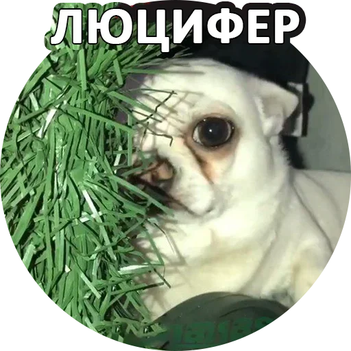 Sticker from the "За мат извини" sticker pack