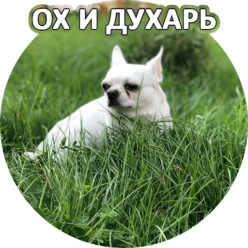 Sticker from the "За мат извини" sticker pack