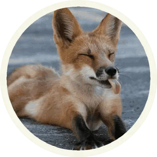 Sticker from the "Foxx for Telegram" sticker pack