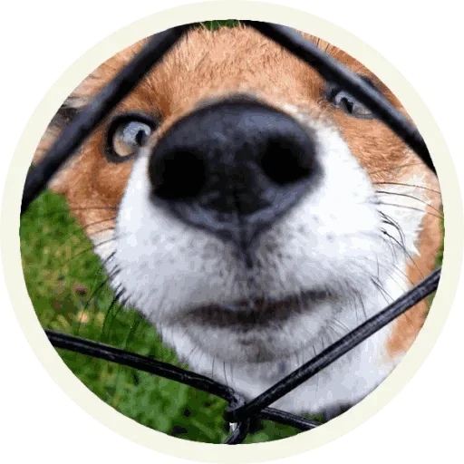 Sticker from the "Foxx for Telegram" sticker pack