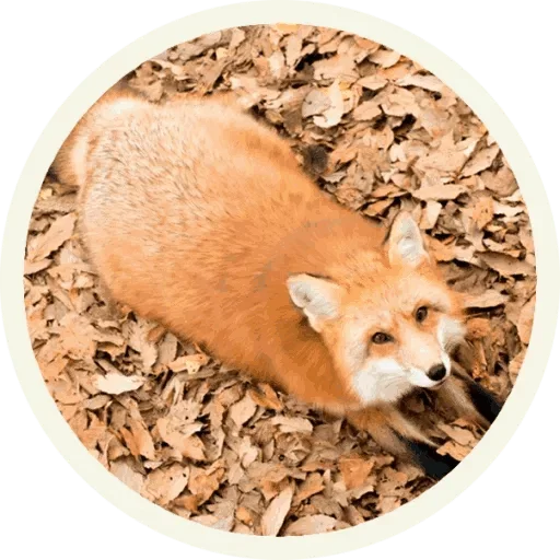 Sticker from the "Foxx for Telegram" sticker pack