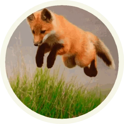 Стикер из набора "Foxx for Telegram"