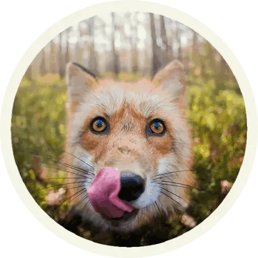 Стикер из набора "Foxx for Telegram"