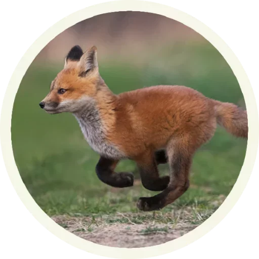 Sticker from the "Foxx for Telegram" sticker pack