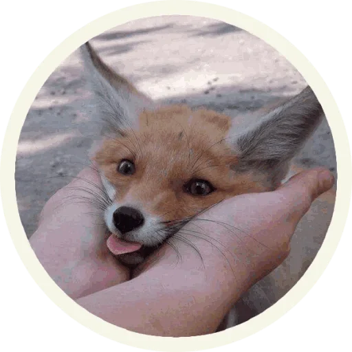 Sticker from the "Foxx for Telegram" sticker pack