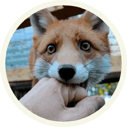 Стикер из набора "Foxx for Telegram"