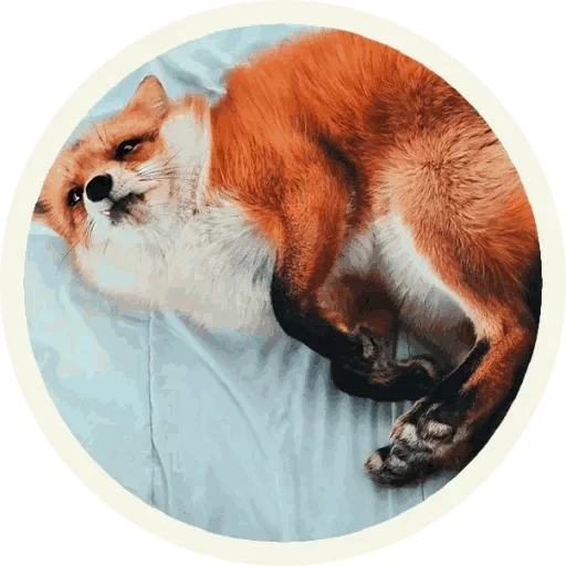 Стикер из набора "Foxx for Telegram"