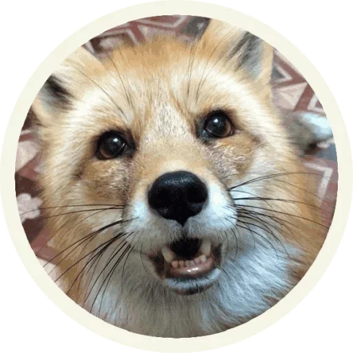 Sticker from the "Foxx for Telegram" sticker pack