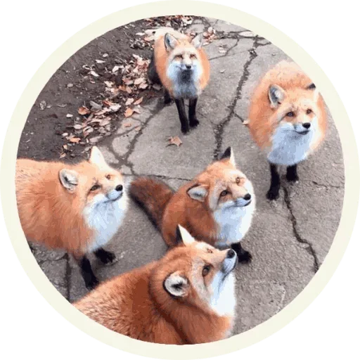 Стикер из набора "Foxx for Telegram"