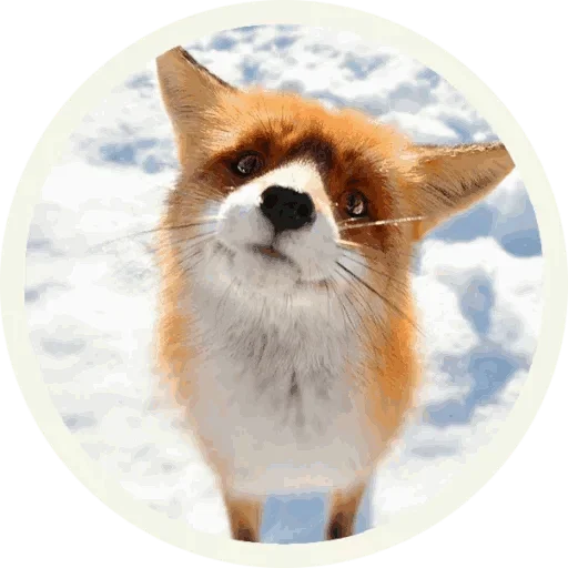 Стикер из набора "Foxx for Telegram"