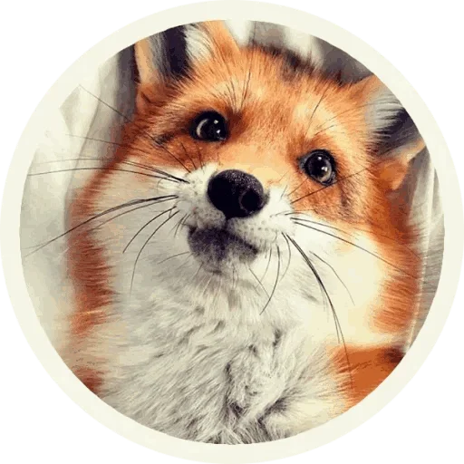 Стикер из набора "Foxx for Telegram"