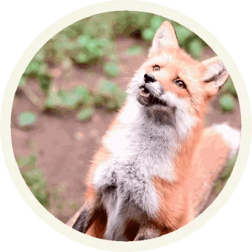 Sticker from the "Foxx for Telegram" sticker pack