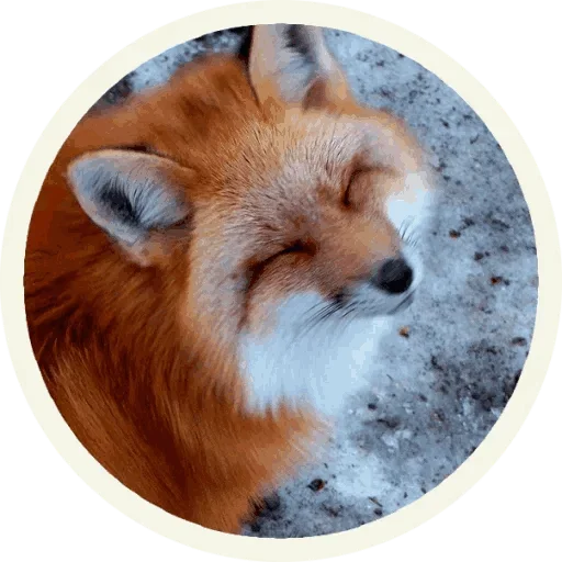 Sticker from the "Foxx for Telegram" sticker pack