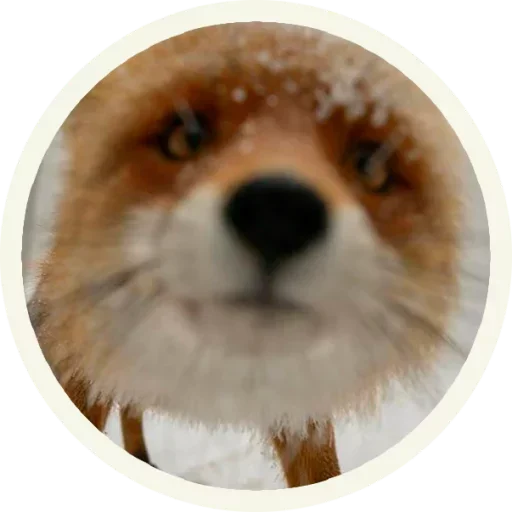 Sticker from the "Foxx for Telegram" sticker pack