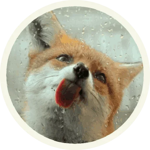 Sticker from the "Foxx for Telegram" sticker pack