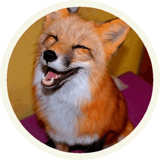 Стикер из набора "Foxx for Telegram"